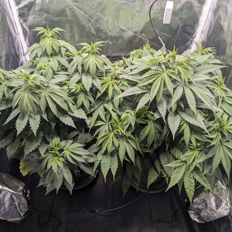Euphoria #1 growlog timeline photo