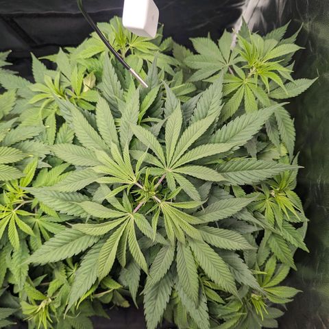 Euphoria #1 growlog timeline photo