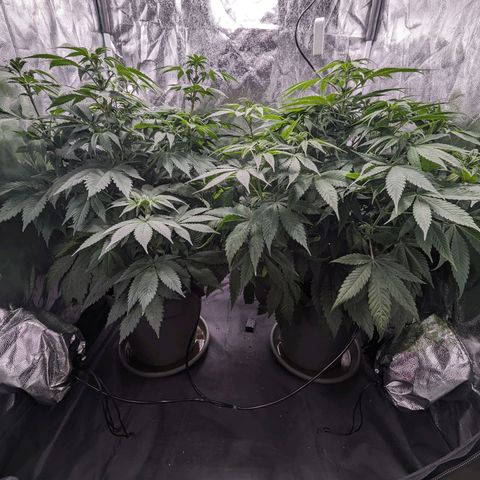 Euphoria #1 growlog timeline photo