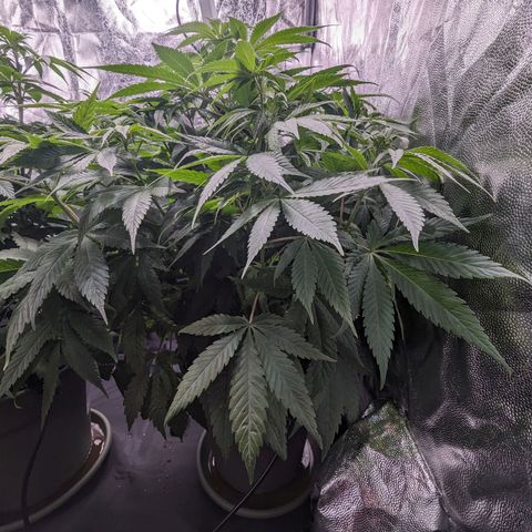 Euphoria #1 growlog timeline photo