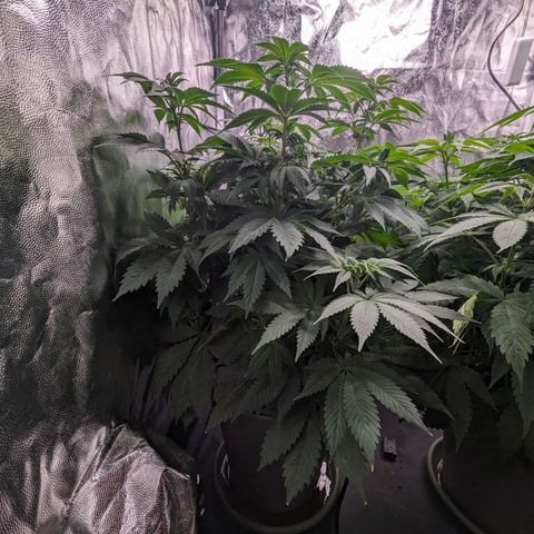 Euphoria #1 growlog timeline photo