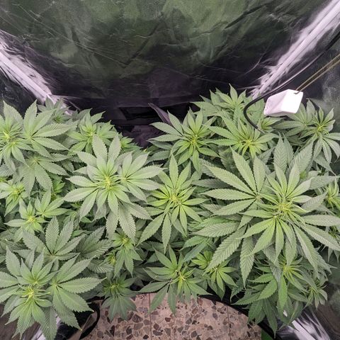 Euphoria #1 growlog timeline photo