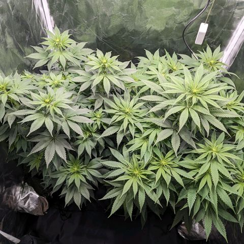 Euphoria #1 growlog timeline photo