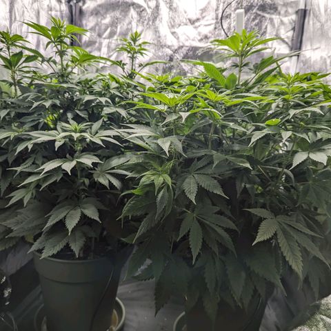 Euphoria #1 growlog timeline photo