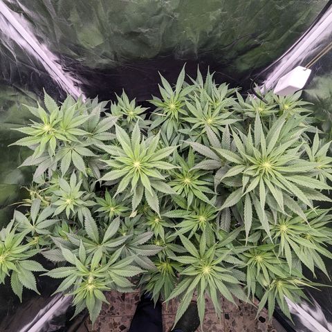 Euphoria #1 growlog timeline photo