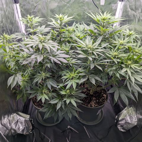 Euphoria #1 growlog timeline photo