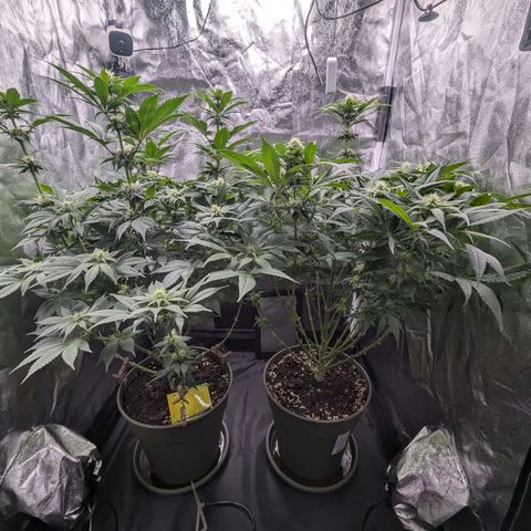 Euphoria #1 growlog timeline photo