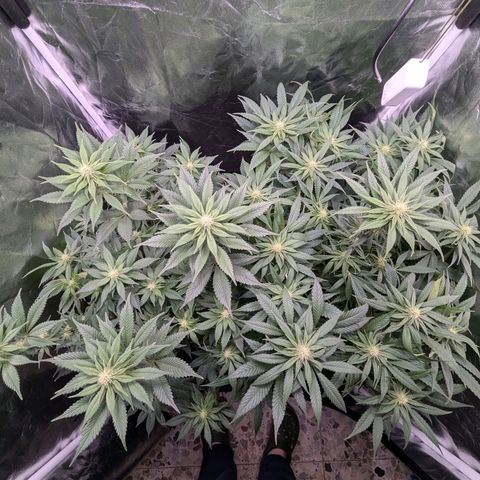 Euphoria #1 growlog timeline photo