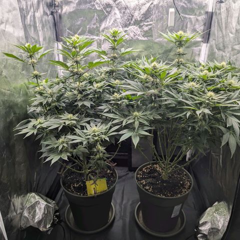 Euphoria #1 growlog timeline photo