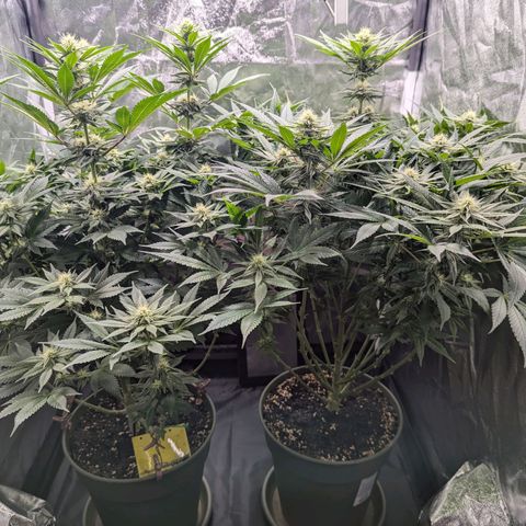 Euphoria #1 growlog timeline photo