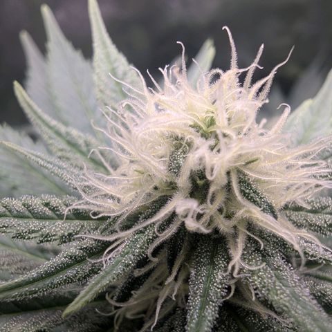 Euphoria #1 growlog timeline photo