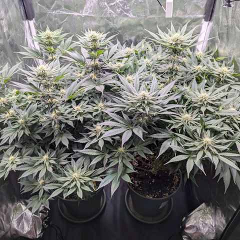 Euphoria #1 growlog timeline photo