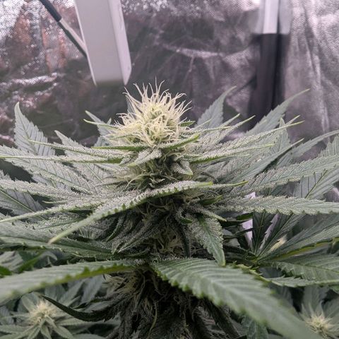 Euphoria #1 growlog timeline photo