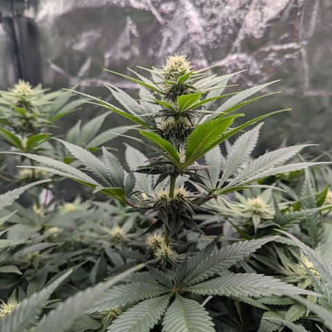 Euphoria #1 growlog timeline photo