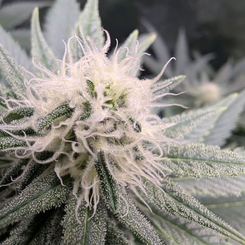 Euphoria #1 growlog timeline photo