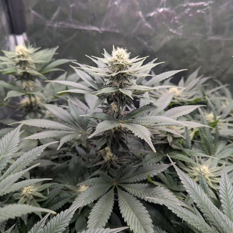 Euphoria #1 growlog timeline photo