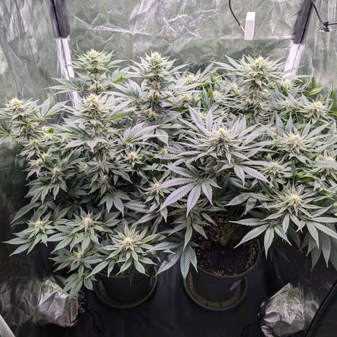 Euphoria #1 growlog timeline photo