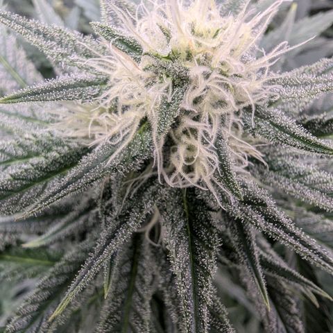 Euphoria #1 growlog timeline photo