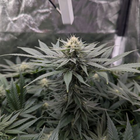 Euphoria #1 growlog timeline photo