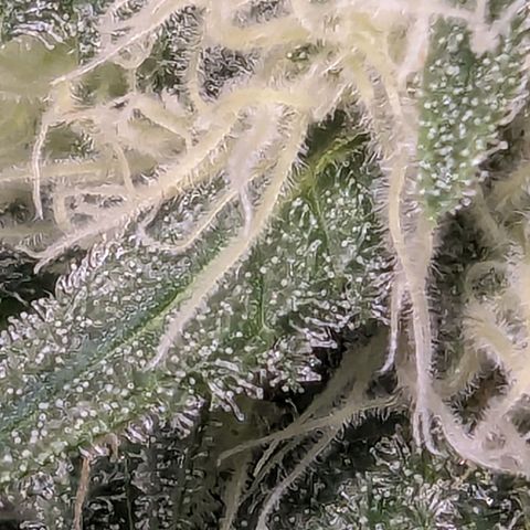 Euphoria #1 growlog timeline photo