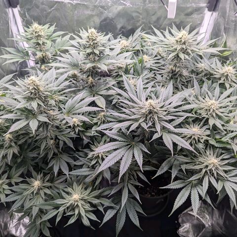 Euphoria #1 growlog timeline photo