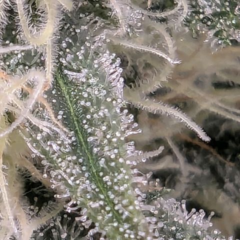 Euphoria #1 growlog timeline photo