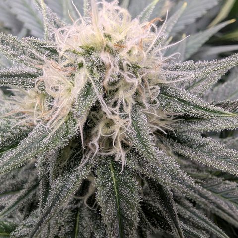 Euphoria #1 growlog timeline photo