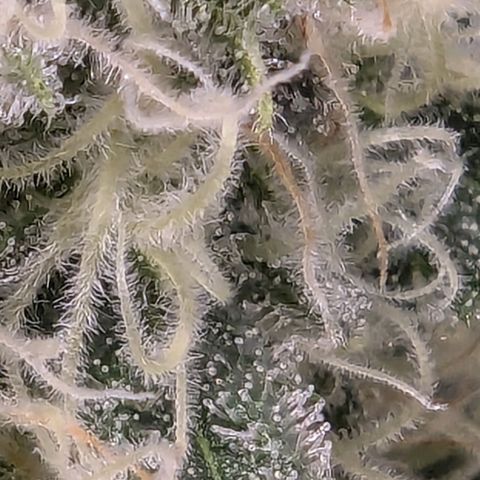 Euphoria #1 growlog timeline photo