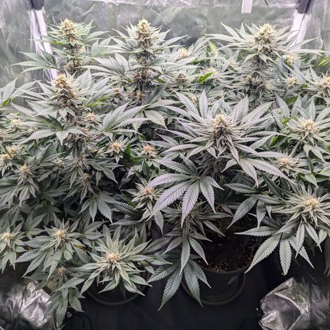 Euphoria #1 growlog timeline photo
