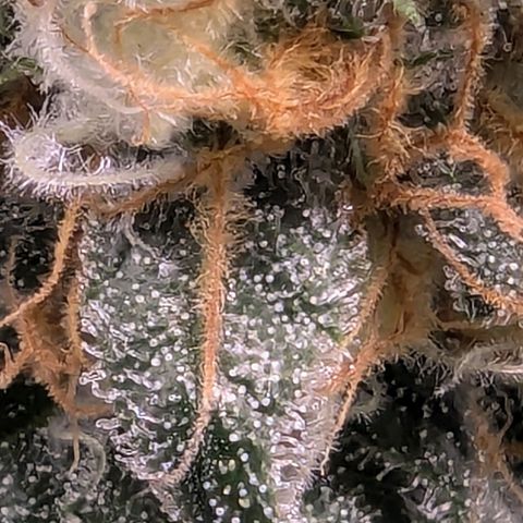 Euphoria #1 growlog timeline photo