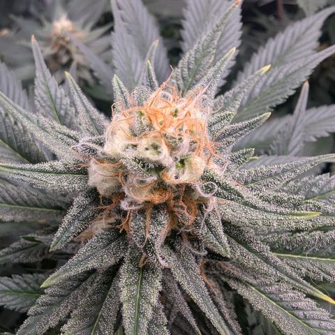 Euphoria #1 growlog timeline photo