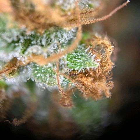 Euphoria #1 growlog timeline photo