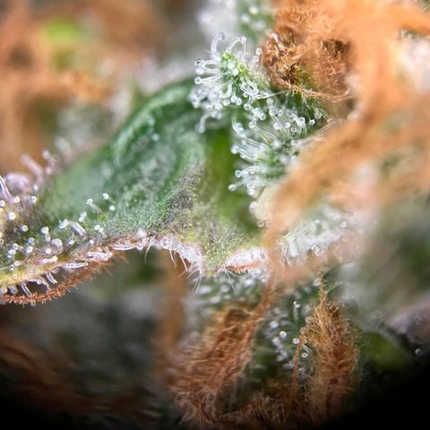 Euphoria #1 growlog timeline photo
