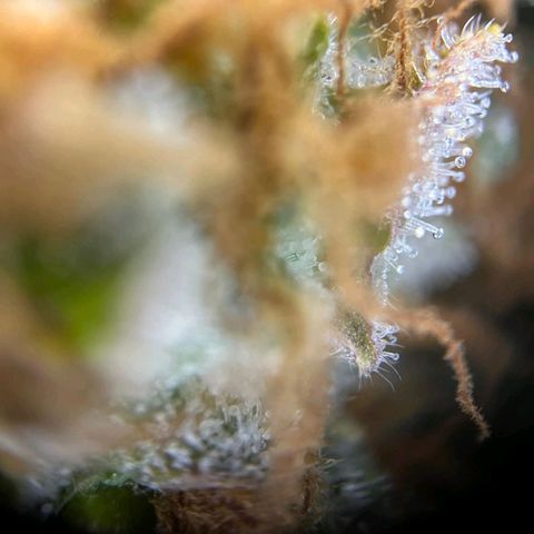 Euphoria #1 growlog timeline photo