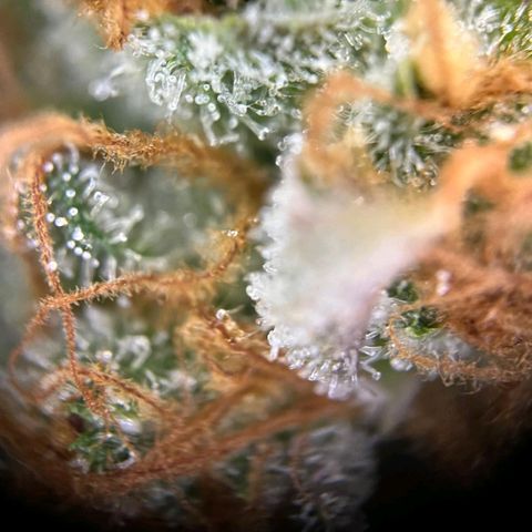 Euphoria #1 growlog timeline photo