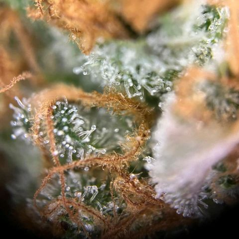 Euphoria #1 growlog timeline photo