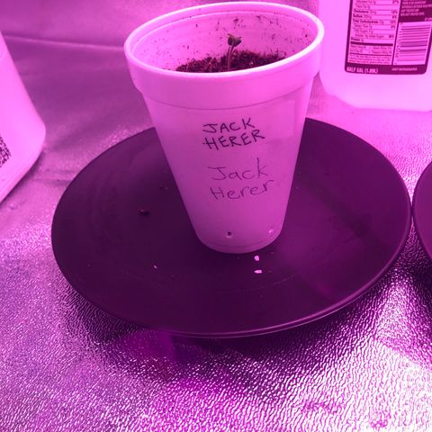 Jack Herer  growlog timeline photo