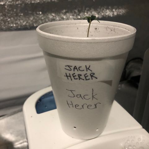 Jack Herer  growlog timeline photo