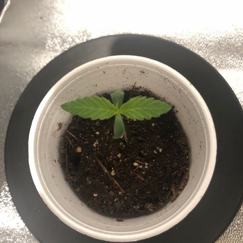 Jack Herer  growlog timeline photo