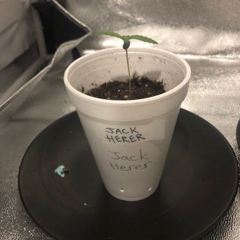 Jack Herer  growlog timeline photo