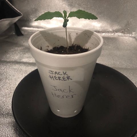 Jack Herer  growlog timeline photo