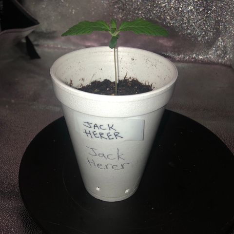 Jack Herer  growlog timeline photo