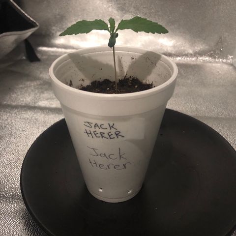 Jack Herer  growlog timeline photo