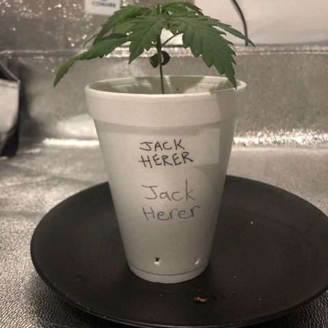 Jack Herer  growlog photo: 10:12