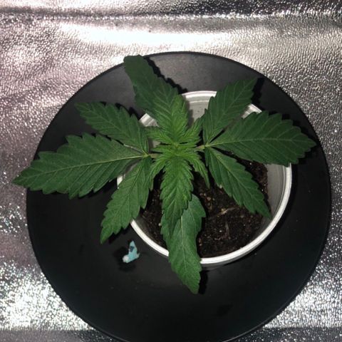 Jack Herer  growlog photo: 10:12
