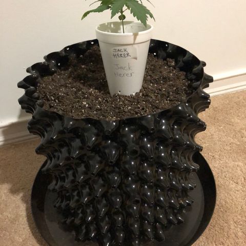 Jack Herer  growlog photo: Night before transplant 00:43. 