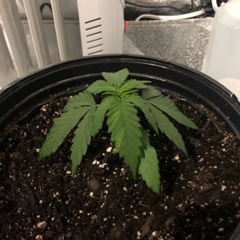 Jack Herer  growlog photo: Transplant shock monitoring right before lights on. 19:35
