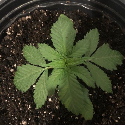 Jack Herer  growlog photo: Transplant shock monitoring right before lights on. 19:35