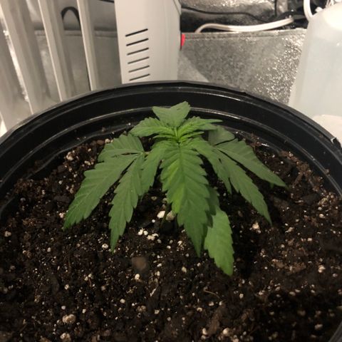 Jack Herer  growlog photo: Transplant shock monitoring right before lights on. 19:35