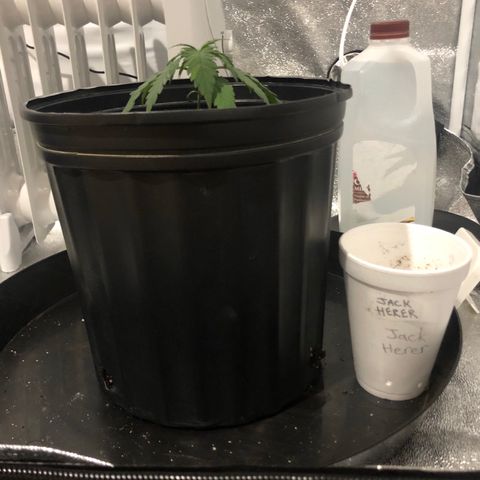 Jack Herer  growlog photo: Transplant shock monitoring right before lights on. 19:35